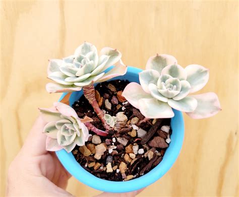 Echeveria Lenore Dean Cluster Exact Plant Ultra Rare Etsy