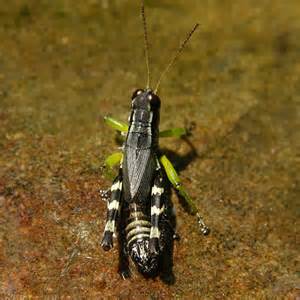 Black Grasshopper Melanoplus Viridipes Species Group Bugguide