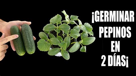 GERMINAR PEPINOS En 48 HORAS YouTube