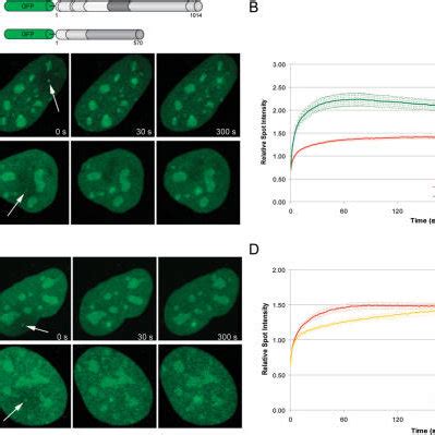 Recruitment Of Parp To Dna Damage Sites In Living Cells A Live