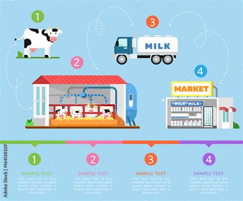 stages  milk production infographics  farm transportation
