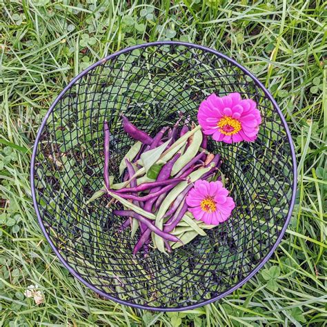 Growing Zinnias In Vegetable Garden Spaces Bunny S Garden Zinnias