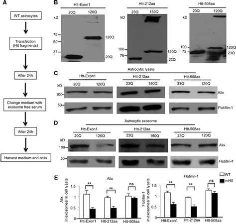 N Terminal Fragments Of MHtt Impair Exosome Secretion From Cultured