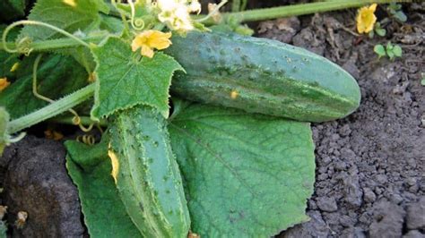 Do Cucumbers Need To Be Refrigerated Pepper S Home Garden