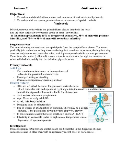 Varicocele And Eo L2 Pdf Vein Testicle