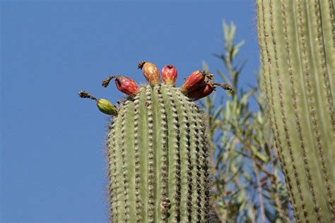 Tucson Attractions and Activities: Attraction Reviews by 10Best