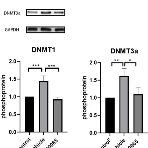 Expressions Of Dnmt And Dnmt A Protein In Hippocampi Of Each Group