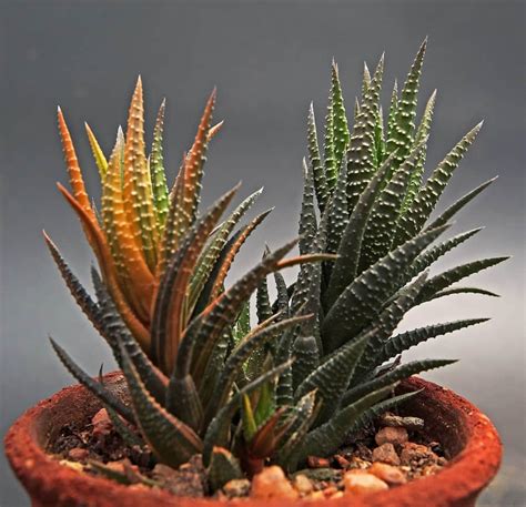Stop Mixing Up Gasteria and Haworthia With These 4 Easy Tips ...