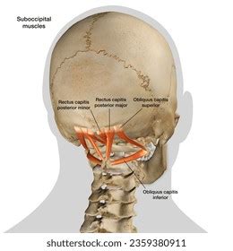 D Rendering Suboccipital Neck Muscles Isolated Stock Illustration