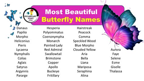 170 Beautiful Butterfly Names Cute Colourful Vocabulary Point