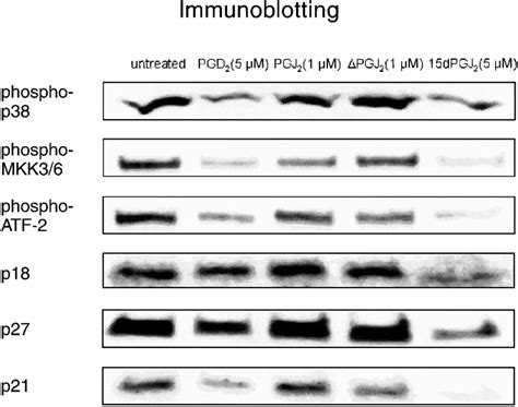 Determination Of Signaling Pathway On Proliferative Ability By 15dPGJ2