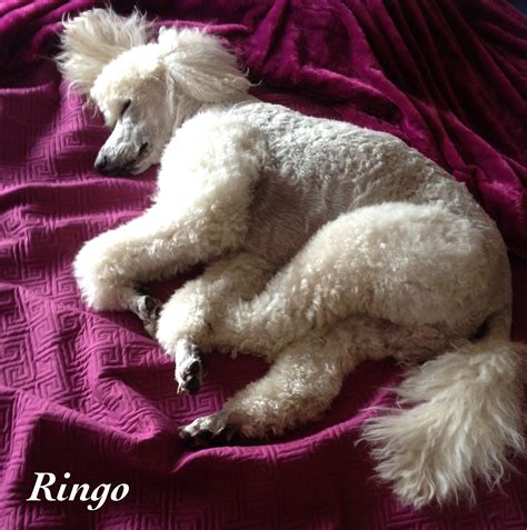 Ringo: Please wake me when it stops raining. | Poodle dog, Cute puppies