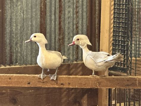 Pre Sale 3 Silver And Platinum Wood Duck Hatching Eggs Very Rare