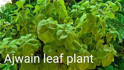 Ajwainleafplant Ajwain Leaf Plant In Kitchen Rack How To Grow And