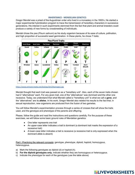 SOLUTION: Mendelian genetics worksheet - Studypool - Worksheets Library