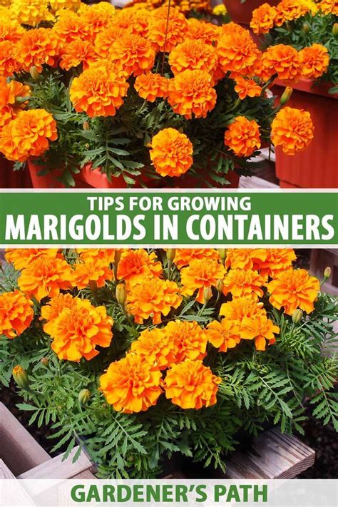 How To Grow And Care For Marigold Flowers Tagetes Artofit