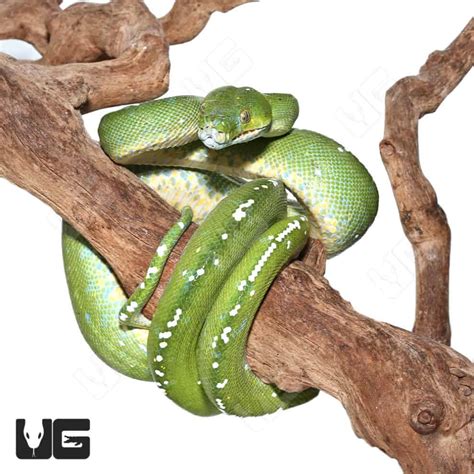 High Blue Adult Aru Green Tree Python 1 Morelia Viridis For Sale