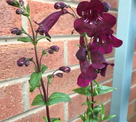 Penstemon Pensham Plum Jerkin In A Litre Pot Cade Street Nursery