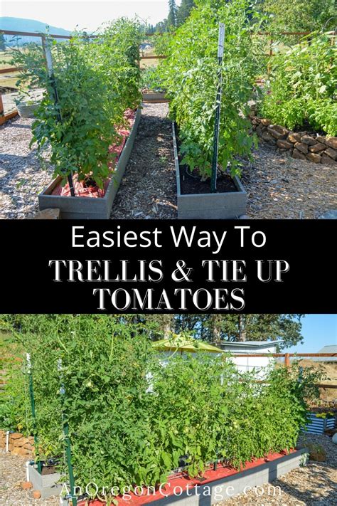 Trellising Tomatoes The Easy Way An Oregon Cottage Tomato Plant