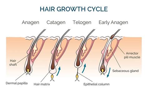 The Ultimate Guide To Hair Growth Cycles Ds Healthcare Group Beard