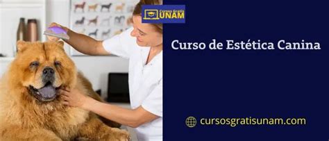 Curso de Estética Canina Gratis en Línea