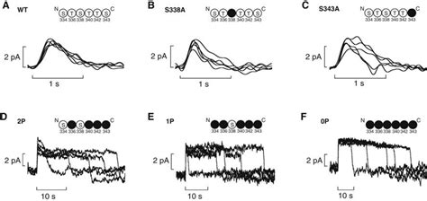 Examples Of Single Photon Responses Produced By Wild Type And Mutated Download Scientific