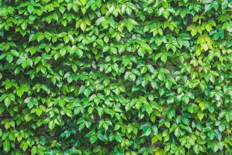 Vertical Garden Green Leaves Wall Texture Natural Green Leaf Covered