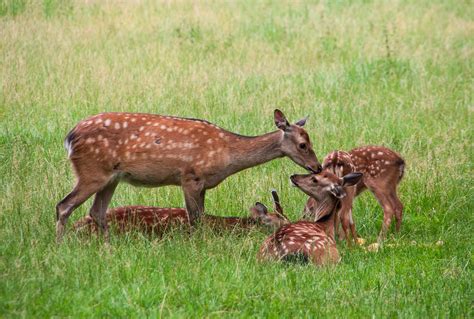 Red Deer Damm Wild Roe Free Photo On Pixabay