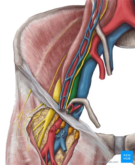 Veins Of Lower Limb Anatomy External Iliac Vein Inguinal Ligament