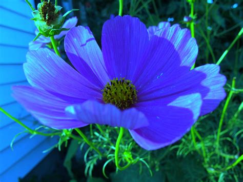 A Blue Cosmos By Michaline Adela Bak On 500px Cosmos Blue Flowers