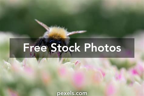 fiowers      fiowers stock  hd images