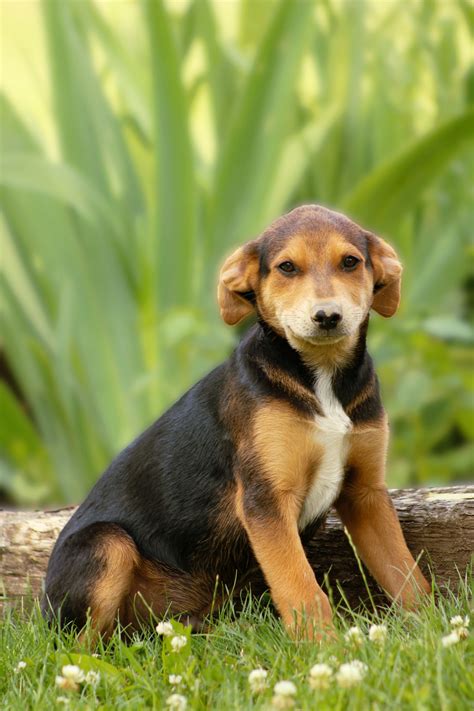 Australian Shepherd Mix — Evergreen Puppies