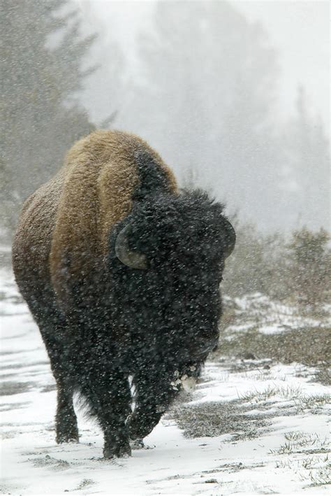 Bison In Snow Storm by Barbara Jordan