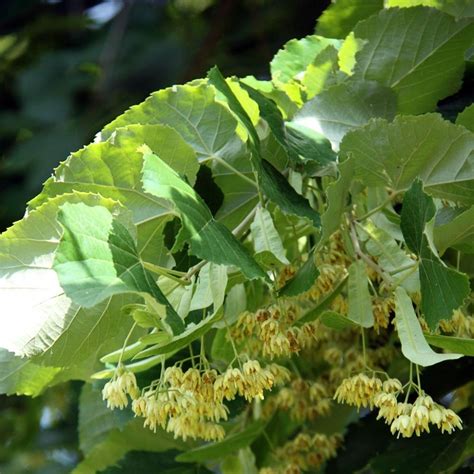 Tilia Platyphyllos Tilleul Grandes Feuilles Grand Arbre Caduc