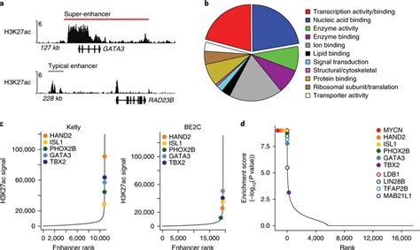 Transcription Factor Dependency Genes Are Marked By Extensive H3k27ac