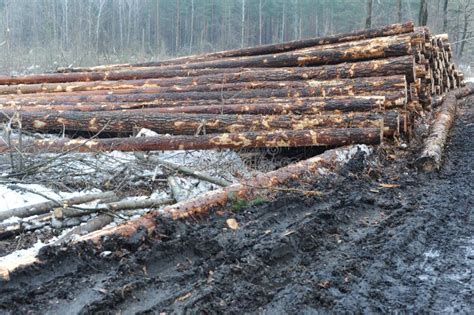 Tronchi D Albero Con Corteccia In Una Foresta Dopo L Abbattimento Delle