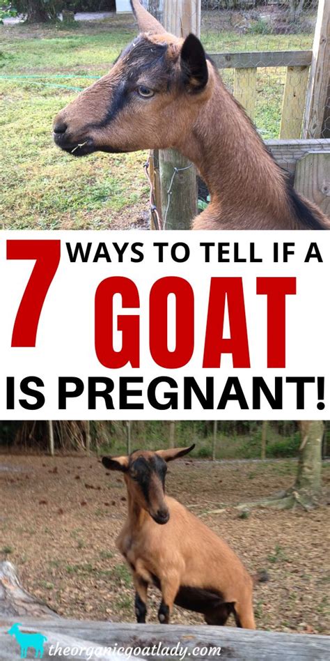 Two Goats With The Words 7 Ways To Tell If A Goat Is Pregnant