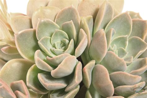 Desert Rose X Graptoveria ‘caerulescens Life Is A Garden