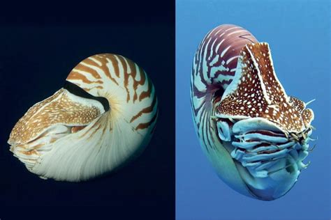 Scientists describe new nautilus species – Mongabay Kids