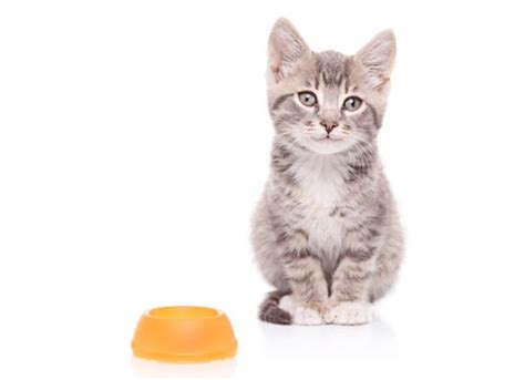 5 Tips for Feeding Kittens | PetMD