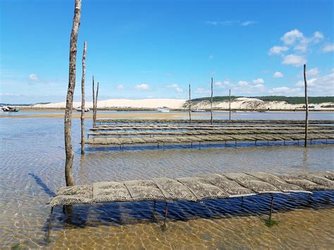 Download free photo of Arcachon basin,oyster,pila,free pictures, free ...