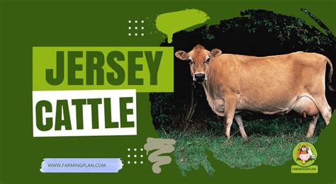 Jersey Cattle: Origins And History - Farming Plan