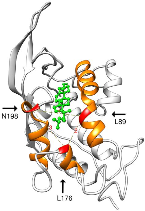 Comparative Study Of The Effect Of Disease Causing And Benign Mutations