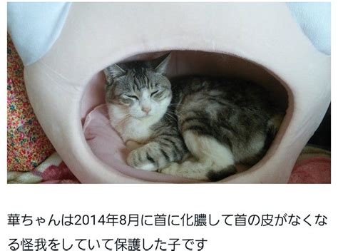 人間にはよくても、猫に有害なもの Tyatya Piecoと保護猫達の毎日