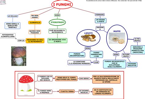 Le Piante Sc Elementare Aiutodislessia Net Lezioni Di Scienze