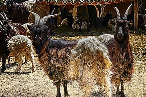 Goats Free Stock Photo Public Domain Pictures