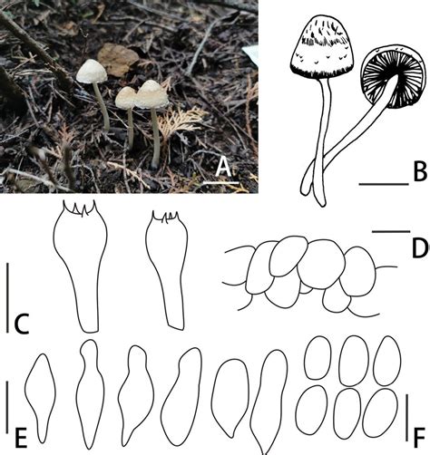 Basidiomata And Microscopic Features Of Candolleomyces Incanus BJTC