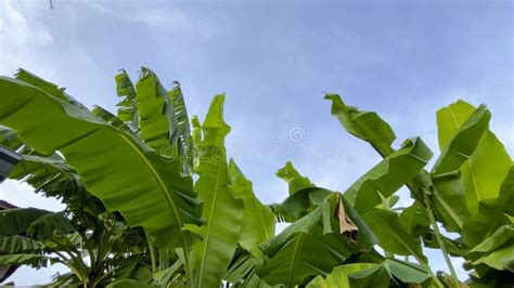 Movement Of Banana Tree Leaf Swaying In The Wind And Blue Sky In The