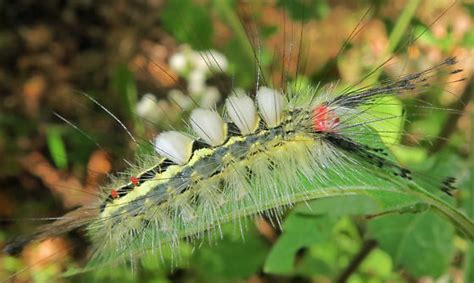 White Marked Tussock Moth Caterpillar Orgyia Leucostigma Bugguidenet