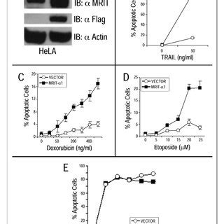 Exogenous expression of MRITα1 cFLIP L in HeLa cells protects against